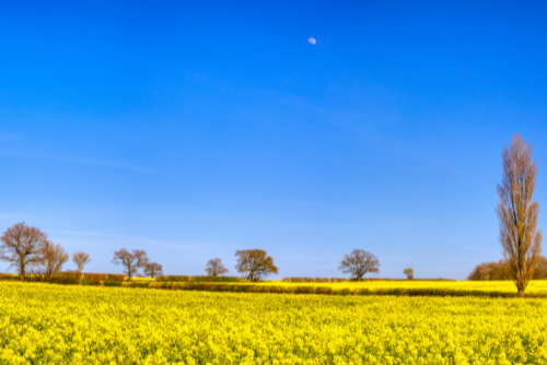 Rapeseed under the moon Rapeseed under the moon